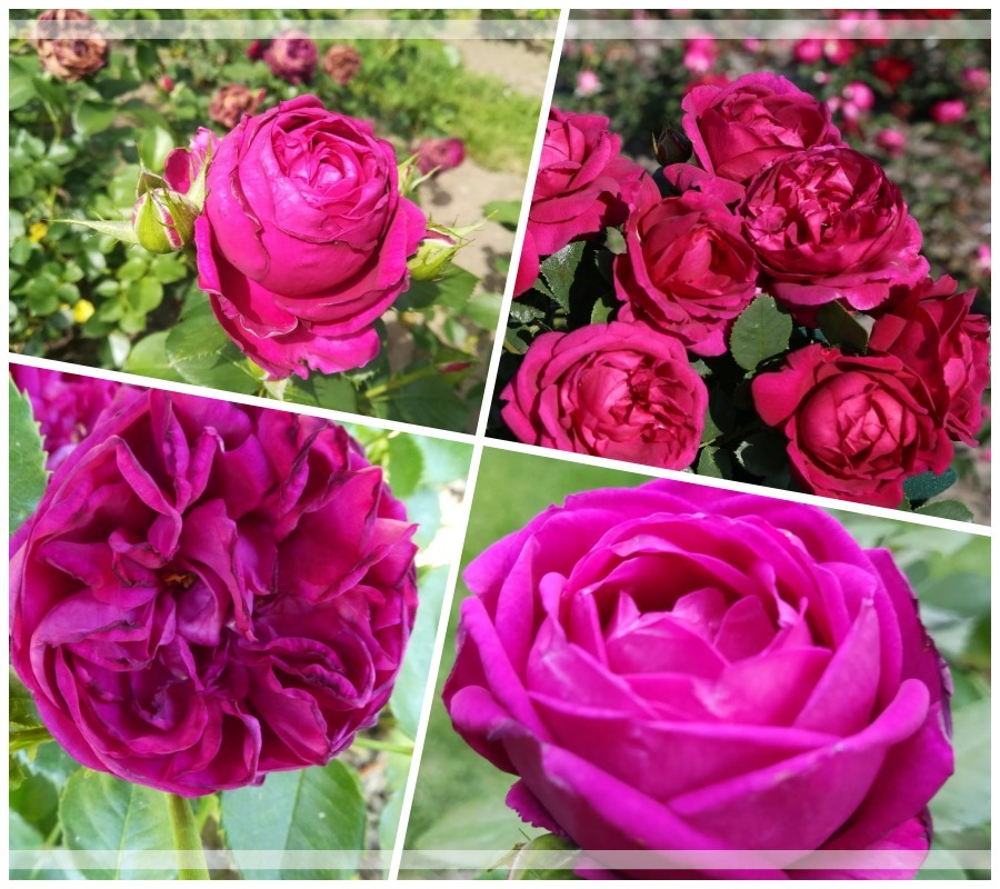 Fur Elise róże rabatowe